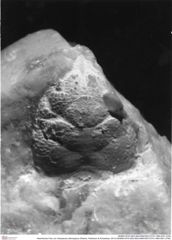 Historisches Foto von Vetoplautus latimarginus (Robins, Feldmann & Schweitzer, 2013) (NHMW-AFW-GEO-BACHMAYER-FOTO-1990-0041-2790)